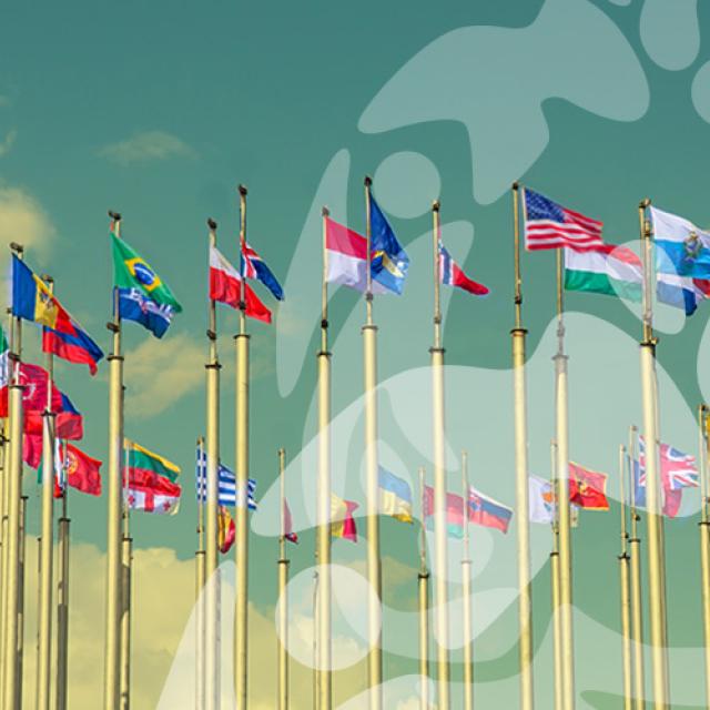 Drapeaux de nombreux pays avec en arrière plan le logo de l'Année Internationale des Coopératives